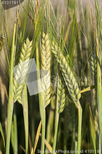 Image of Field with cereal