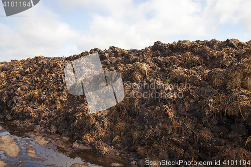 Image of are landed in a pile of manure