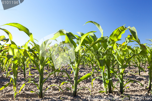 Image of Field of green corn