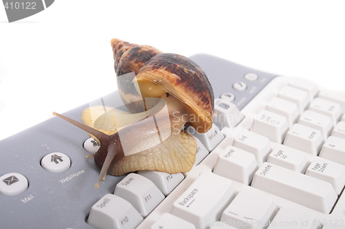 Image of snail
