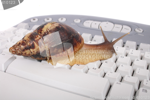 Image of snail