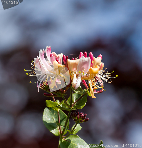 Image of Honeysuckle