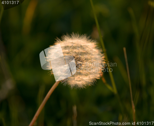 Image of Dandelion Backlit