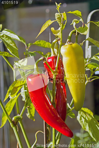 Image of Sweet Banana Peppers