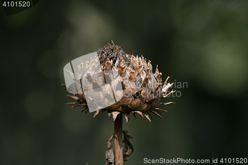 Image of Globe Artichoke