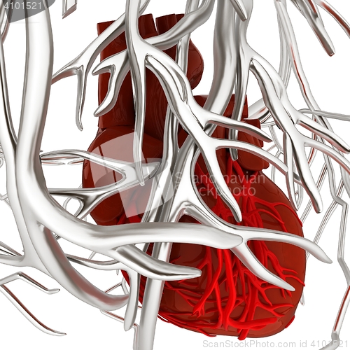 Image of Human heart and veins. 3D illustration.