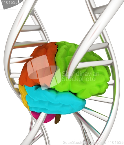 Image of Brain and dna. 3d illustration