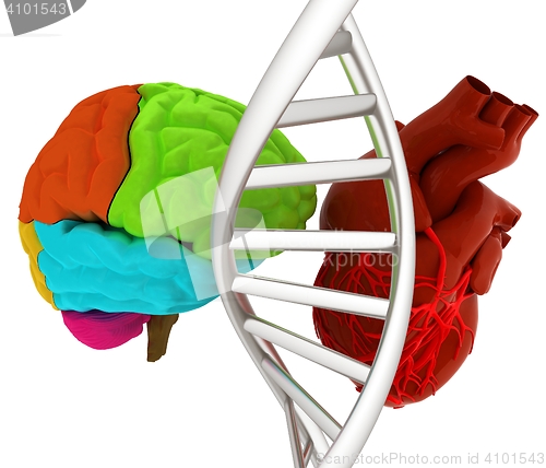 Image of DNA, brain and heart. 3d illustration