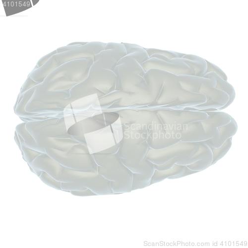 Image of 3D illustration of human brain