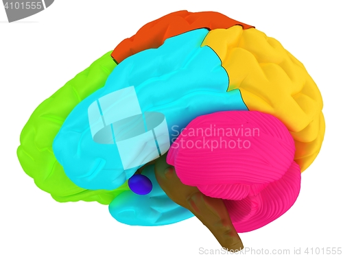 Image of creative concept with 3d rendered colourful brain