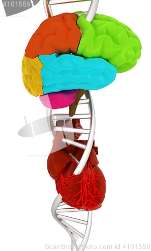 Image of DNA, brain and heart. 3d illustration