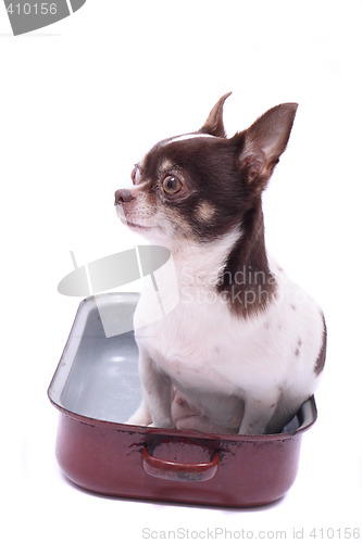 Image of chihuahua in the pot