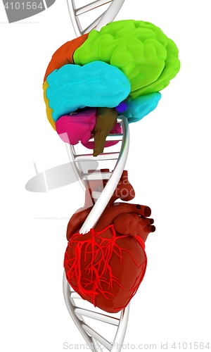 Image of DNA, brain and heart. 3d illustration