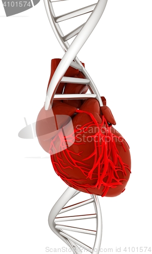 Image of DNA and heart. 3d illustration