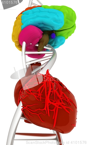 Image of DNA, brain and heart. 3d illustration