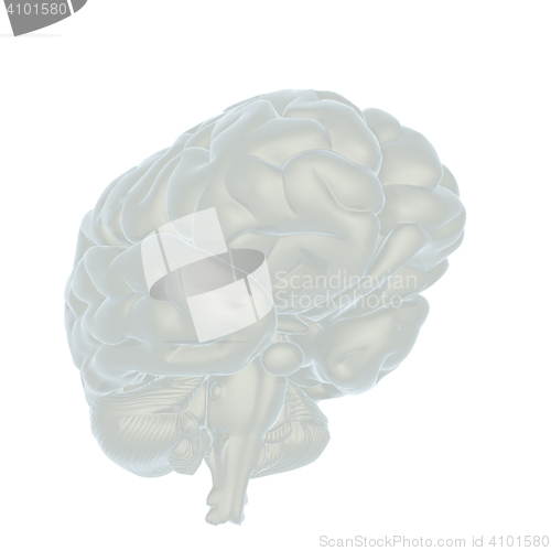 Image of 3D illustration of human brain