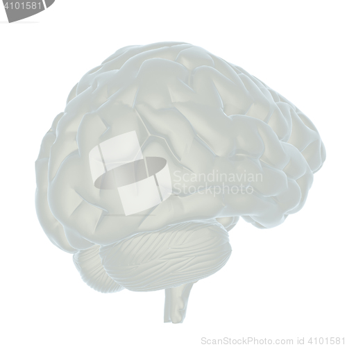 Image of 3D illustration of human brain