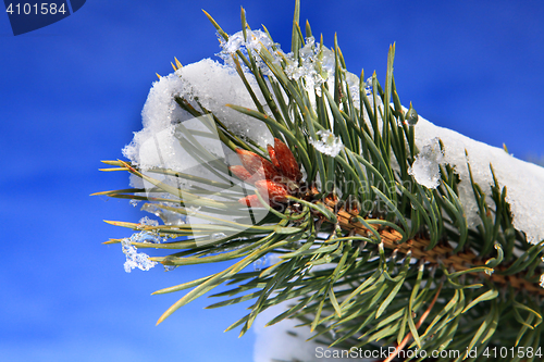 Image of part of fir tree with snow in January