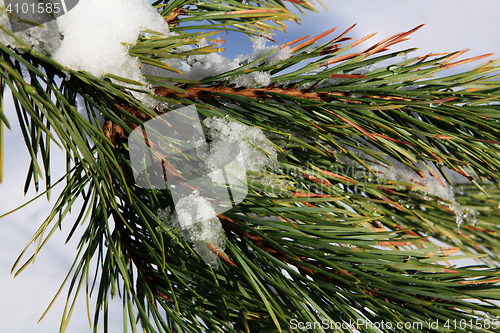 Image of part of fir green tree with snow