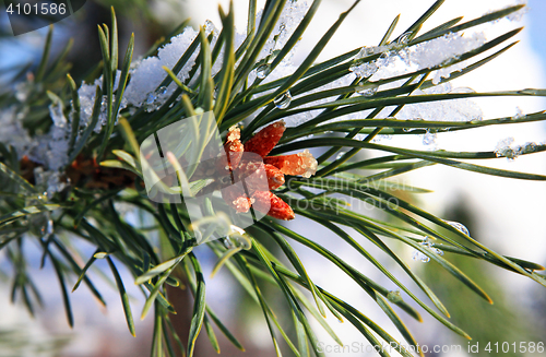 Image of part of fir tree strewn lightly with snow