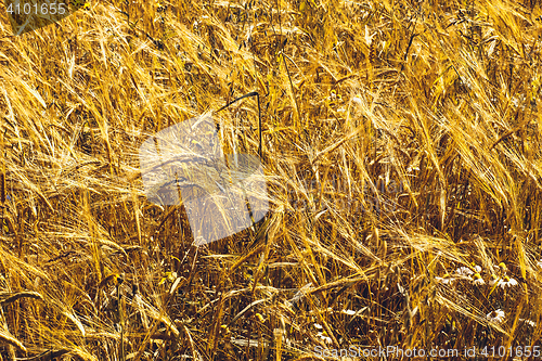 Image of Golden Wheat Field