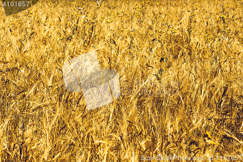 Image of Golden Wheat Field