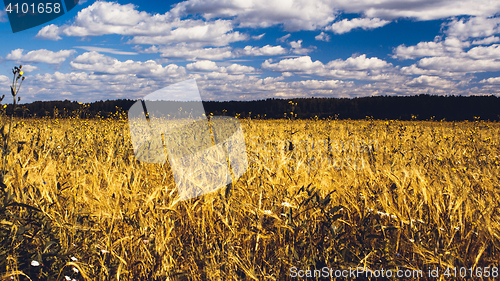 Image of Golden Wheat Field