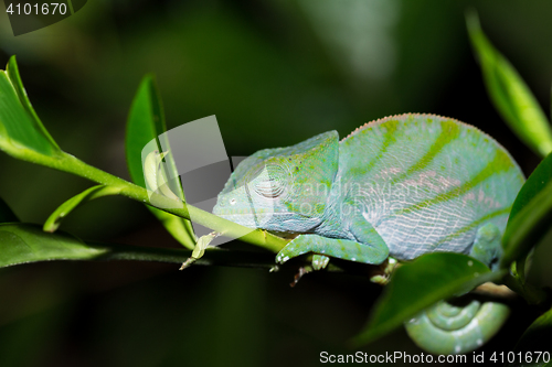 Image of Parson\'s chameleon (Calumma parsonii)