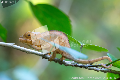 Image of Parson\'s chameleon (Calumma parsonii)