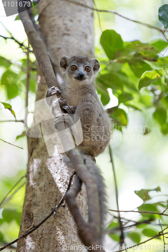 Image of baby of crowned lemur Ankarana National Park