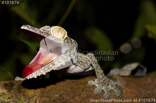 Image of Giant leaf-tailed gecko, Uroplatus fimbriatus