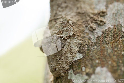 Image of Perfectly masked mossy leaf-tailed gecko