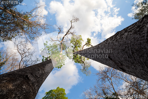 Image of Baobab trees in Ankarafantsika National Park