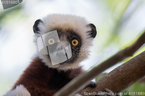 Image of Coquerel\'s sifaka (Propithecus coquereli)