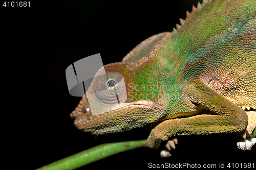 Image of panther chameleon (Furcifer pardalis)