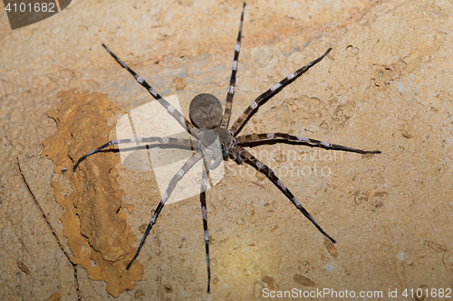 Image of Zebra spider Viridasius fasciatus