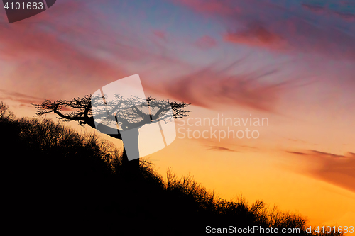 Image of Baobab tree silhouette after sunset Madagascar