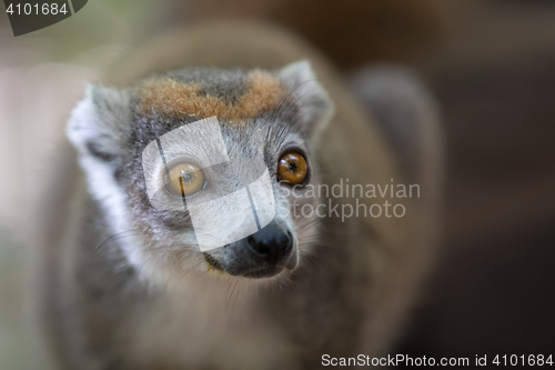 Image of crowned lemur Ankarana National Park