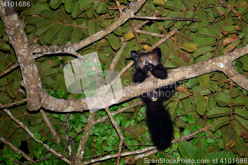 Image of Aye-aye (Daubentonia madagascariensis) lemur