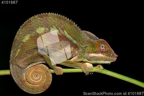 Image of panther chameleon (Furcifer pardalis)