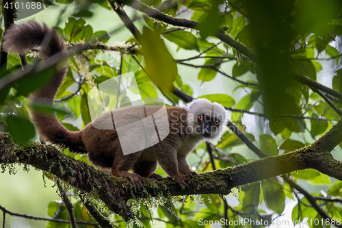 Image of white-headed lemur (Eulemur albifrons) on tree