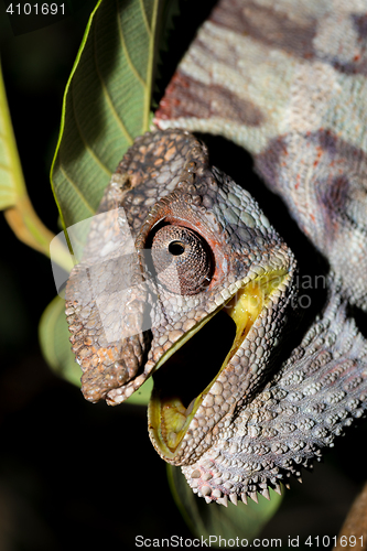 Image of angry panther chameleon (Furcifer pardalis)