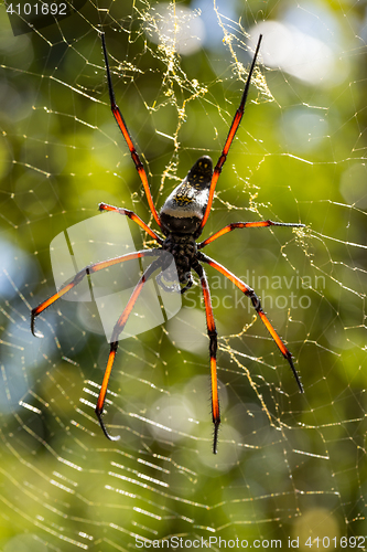 Image of Golden silk orb-weaver on net