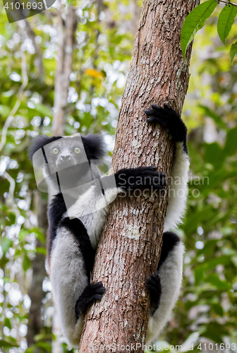 Image of Black and white Lemur Indri on tree