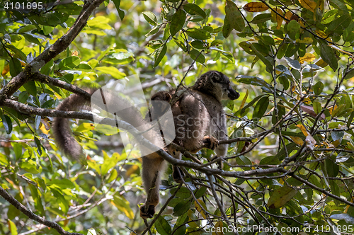 Image of Common brown lemur with baby on back