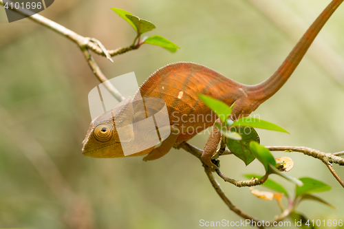 Image of Parson\'s chameleon (Calumma parsonii)