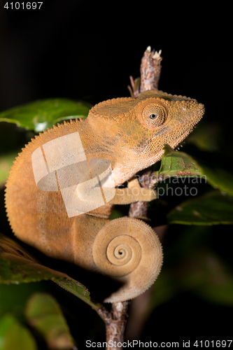 Image of Parson\'s chameleon (Calumma parsonii)