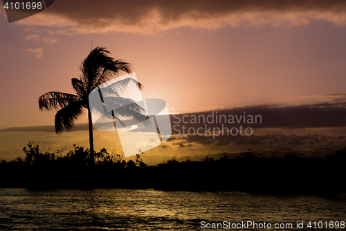 Image of Coconut-tree palm silhouette and sunset over the river
