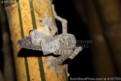 Image of Giant leaf-tailed gecko, Uroplatus fimbriatus