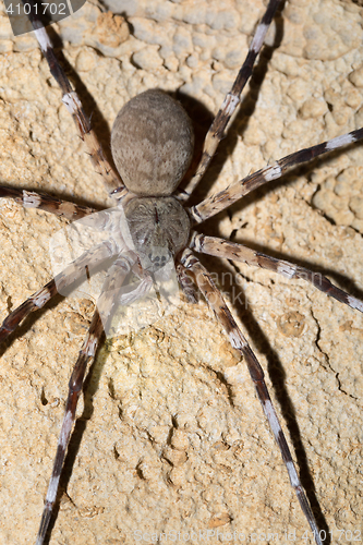 Image of Zebra spider Viridasius fasciatus